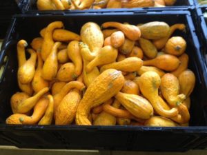 Summer squash 
